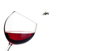 Wine, a fruit fly magnet 