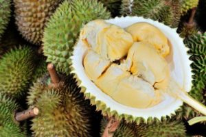 nf_durian_0722