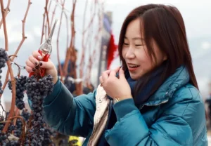 Chinese woman harvesting icewine grapes