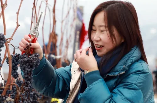 Chinese woman harvesting icewine grapes